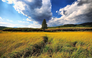 Field tree cloudy sky trail 2 - free summer wallpaper for desktop