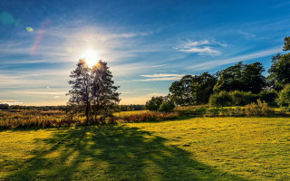 Field tree sun blue sky - a bright sun in the background free wallpaper