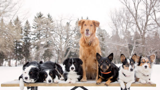 Dogs snow bench forest autumn - professional photo free wallpaper
