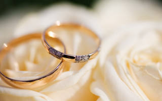 Wedding rings white rose green - ring free wallpaper