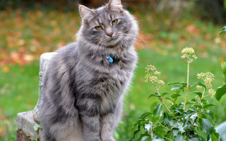 Cat rock garden flower plant - silver free wallpaper