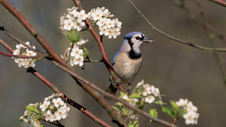 Blue white bird branch flower - a branch of a tree free wallpaper