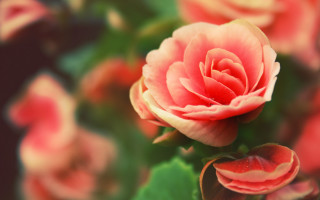 Pink rose green leaves blurry 3 - anne dunn free wallpaper