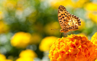 Butterfly flower yellow field macro - the background and a blurry background free wallpaper