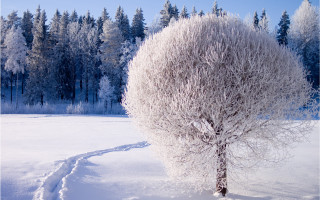 Snowy tree trail forest beach - a trail free wallpaper