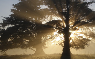 Tree sunset foggy forest bush - the branch free wallpaper