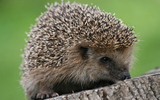 Hedgehog sitting tree trunk sad - a tree trunk free wallpaper