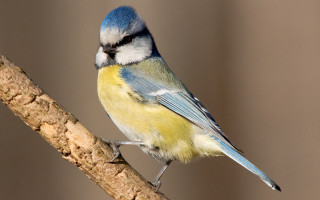Blue yellow bird branch ecological - clovis trouille free wallpaper