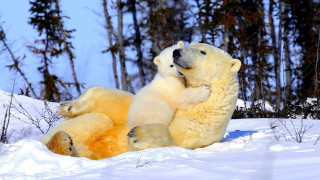 Polar bears playing snow outdoors 2 - two polar bear free wallpaper