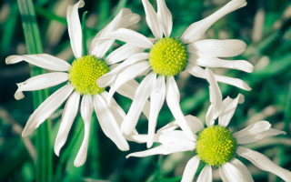 White flower field daisy lily - a blurry background of grass free wallpaper