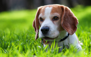 Sad dog grass outdoors blurry 2 - his face free wallpaper