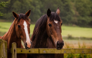 Horses fence field trees grass - in a field of grass and trees free wallpaper