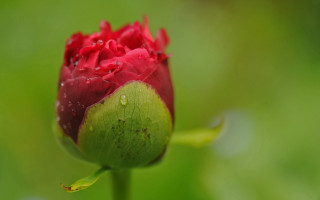 Red flower water droplets green 4 - a red flower free wallpaper