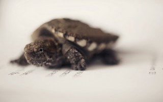 Small turtle white paper ecological - a photocopy free wallpaper