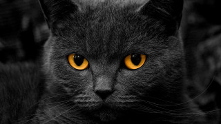 Black cat gothic portrait yellow - symmetrical eye free wallpaper