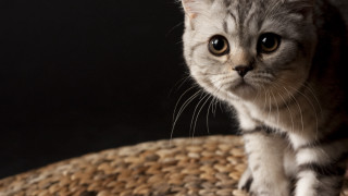 Cat serious illusion focus blurry - a serious look free wallpaper