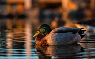 Duck water building streetlight reflection - a duck free wallpaper