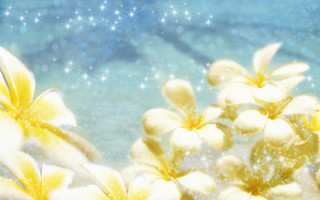 Flowers snow stars summer vibrancy - the sky above them free wallpaper