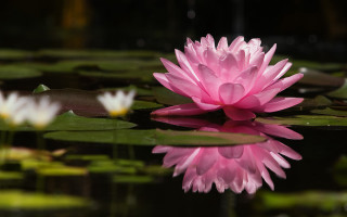 Pink flower floating pond lilies 2 - a pond of water lilies free wallpaper