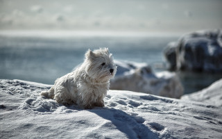 Small white dog snow hill - top of a snow free wallpaper