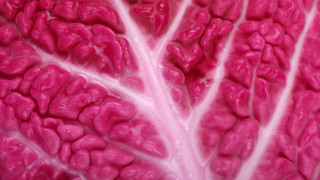 Pink plant macro art abstract - generative free wallpaper for desktop