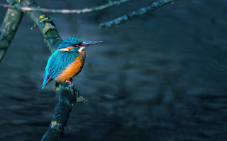 Colorful bird perched branch open 2 - its beak open free wallpaper