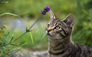Cat flower grass background blurry - and a blurry background free wallpaper