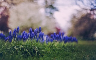 Blue flower field forest grass - the middle of a forest free wallpaper