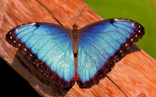 Blue butterfly wooden plank vivid - spread wide free wallpaper
