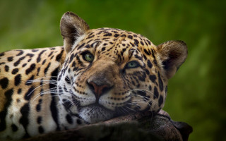 Leopard tree branch green background 2 - a green background and a blurry background free wallpaper