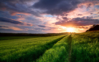 Green grass sunset clouds trail - beautiful landscape free wallpaper