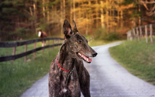 Dog road fence person park - a stock photo free wallpaper