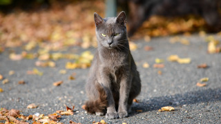 Cat autumn fence leaves fire - a green eye free wallpaper