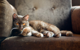 Cat chair glamor carlos tongue - glamor pose free wallpaper