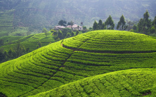 Green hill house trees bushes - the hillside free wallpaper