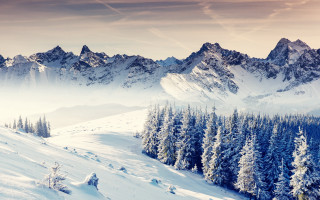 Snowy mountain forest clouds beach - a forest of trees free wallpaper
