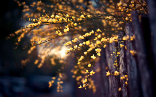Yellow flower tree fence bokeh - yellow flower free wallpaper