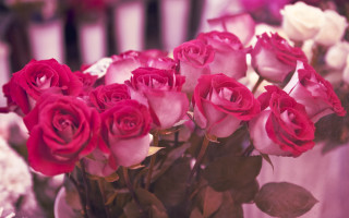 Vase pink roses white flower - a vase free wallpaper