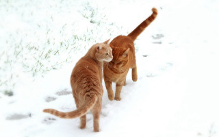 Orange brown white cats snow - the snow together free wallpaper