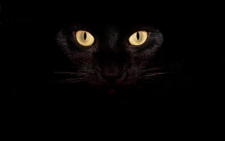 Black cat yellow eyes crescent 4 - the camera in the dark free wallpaper