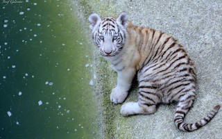 White tiger cub rock bubbles - clovis trouille free wallpaper