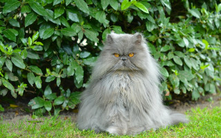 Cat gray fur bushes yellow - near free wallpaper