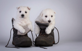White dogs on shoes animal - david begbie free wallpaper
