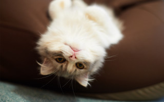 White cat on brown cushion - symmetrical eye free wallpaper