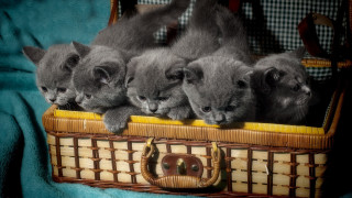 Kittens basket blanketed surface camera - the camera free wallpaper