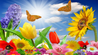 Flower field butterflies sunflower blue - butterfly free wallpaper