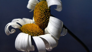 White flower blue background black - macro photography free wallpaper