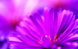 Purple flower macro energy glowing - a blurry background of flowers free wallpaper