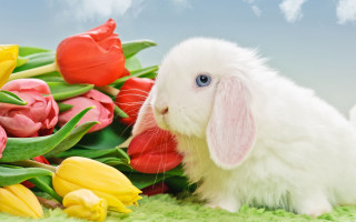 White bunny flower tulip outdoors - a green surface free wallpaper