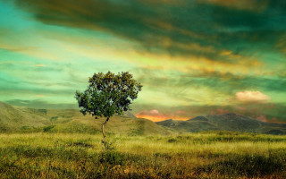 Lone tree field mountain sunset 2 - sunset free wallpaper